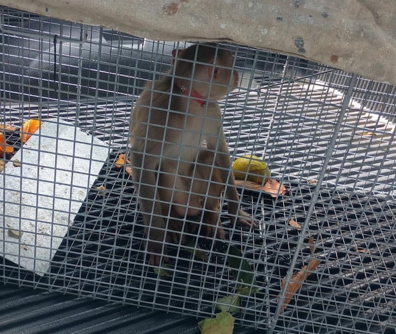 DRNA Captures Rhesus Monkey Roaming Las Cabezas de San Juan Lighthouse in Fajardo
