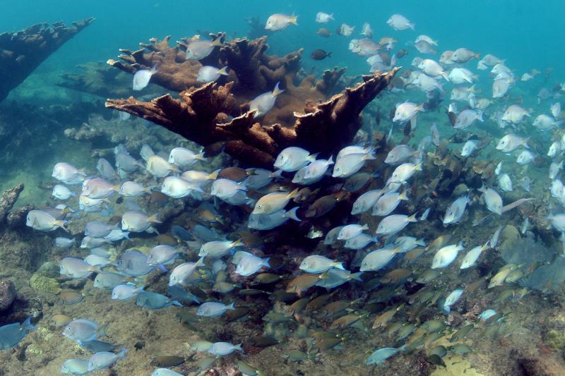 El Niño Threatens Puerto Rico's Reefs Just as the Worst Coral Crisis in History Was Ending
