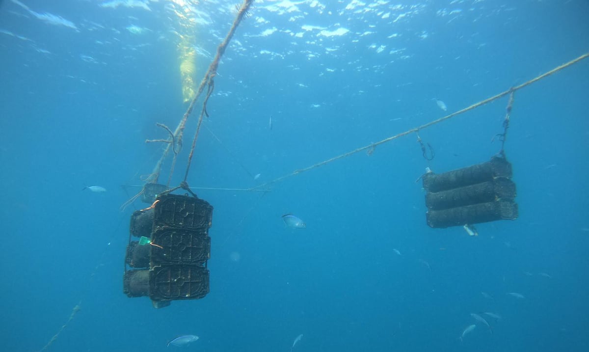 New study maps Puerto Rico's oyster supply chain for the first time — and reveals why so many are imported