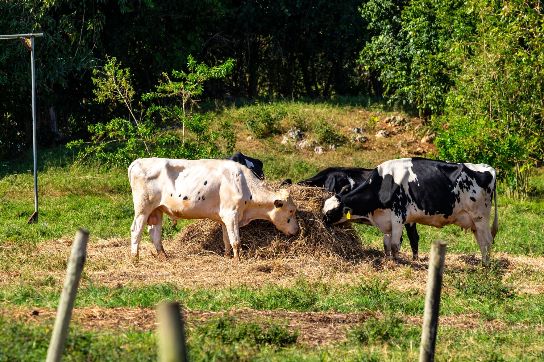 Drought Drives Up Feed Costs and Threatens Puerto Rico's Coffee Harvest