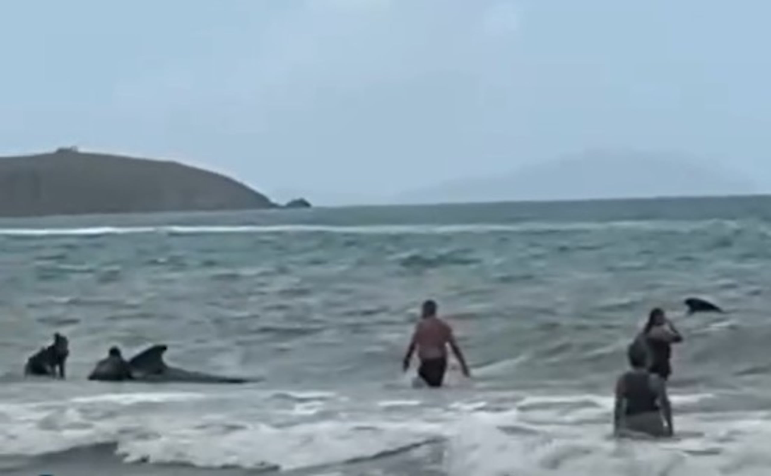 Six Pilot Whales Rescued After Mass Stranding at Punta Santiago, Humacao