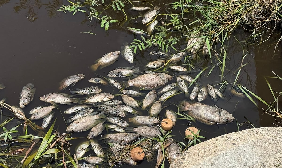 Drought Dries Up Loíza Canal and Kills Every Fish: The Ecological Crisis Nobody Saw Coming
